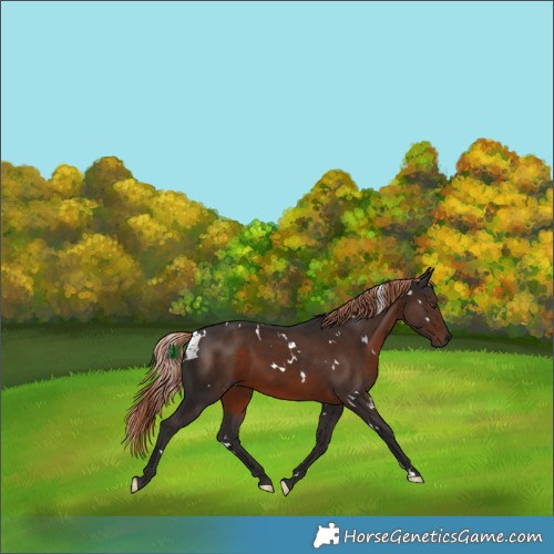 Horse Color:White Spotted Liver Chestnut
