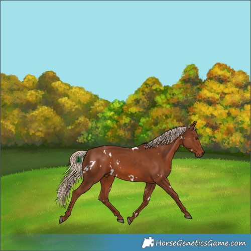 Horse Color:White Spotted Chestnut 