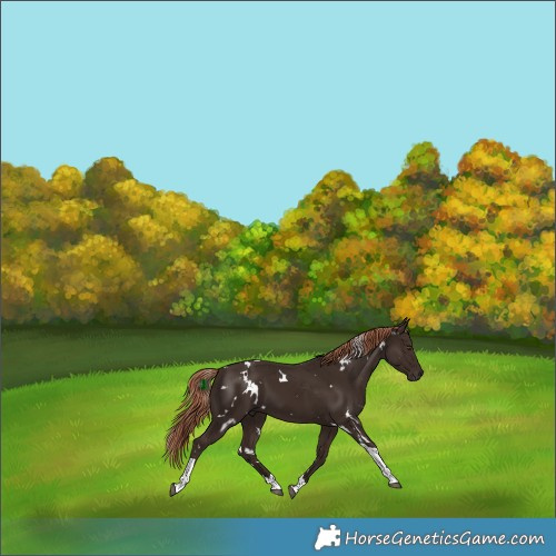 Horse Color:White Spotted Liver Chestnut Tobiano 