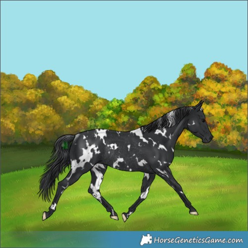Horse Color:White Spotted Black Rabicano 