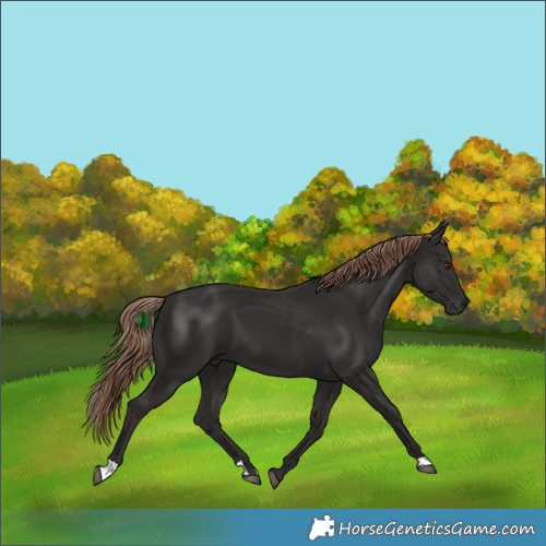 Horse Color:Liver Chestnut 