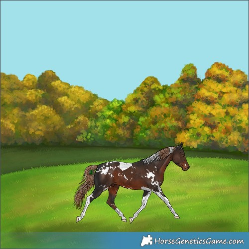 Horse Color:White Spotted Liver Chestnut Tobiano 