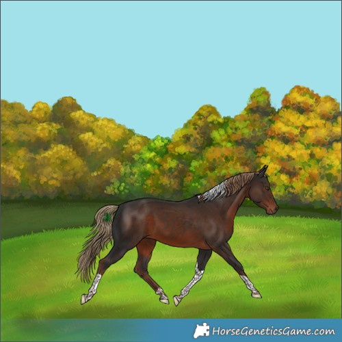 Horse Color:Liver Chestnut Tobiano 