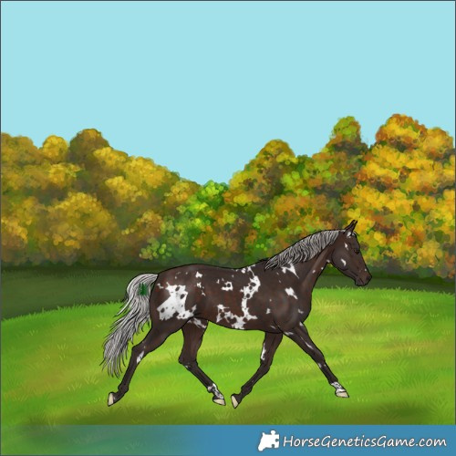 Horse Color:White Spotted Silver Brown 