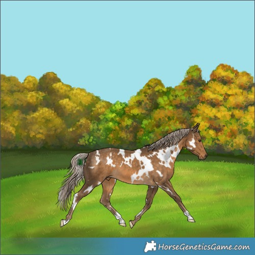 Horse Color:White Spotted Chocolate Palomino 