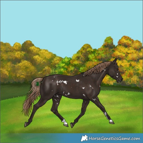 Horse Color:White Spotted Liver Chestnut Rabicano 
