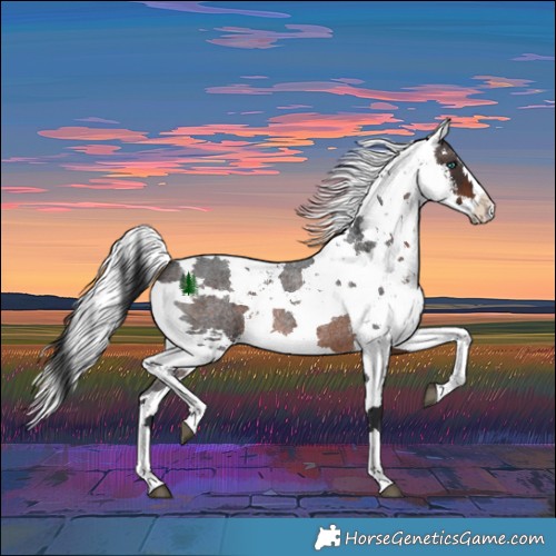 Horse Color:Brown Roan Harlequin Merle Splash