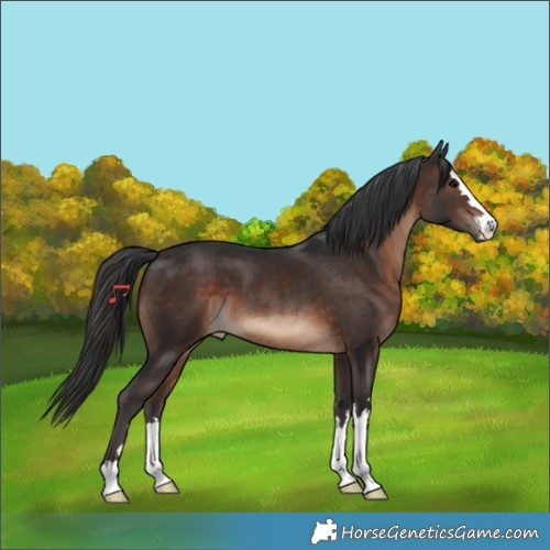 Horse Color:Brown 