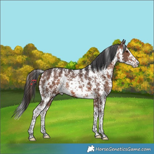 Horse Color:Bay Sabino