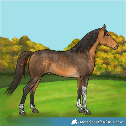 Horse Color:Buckskin Tobiano 