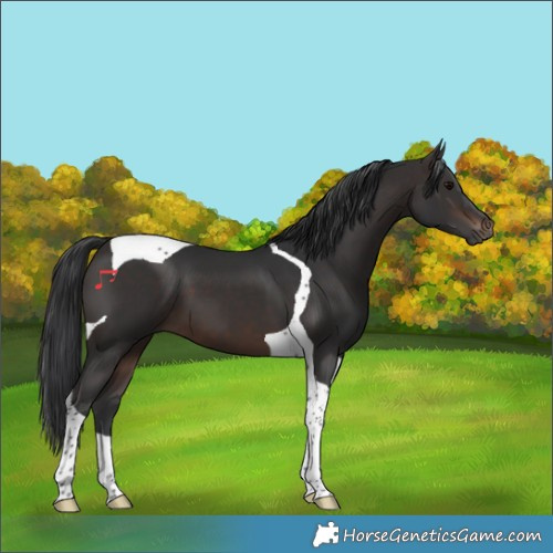 Horse Color:Brown Tobiano