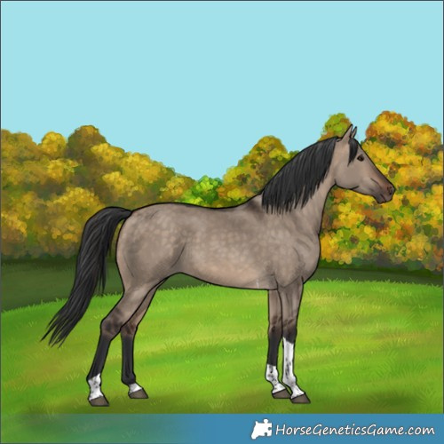 Horse Color:Bay Dun Tobiano 