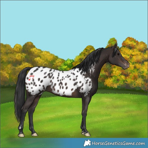 Horse Color:Brown Blanket Rabicano 