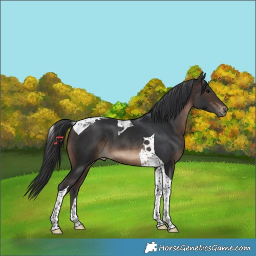 Horse Color:Brown Tobiano 