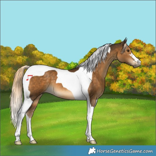 Horse Color:Chocolate Palomino Tobiano 
