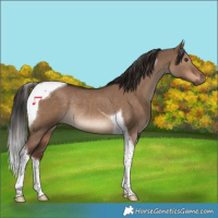Horse Color:Liver Red Dun Tobiano Rabicano