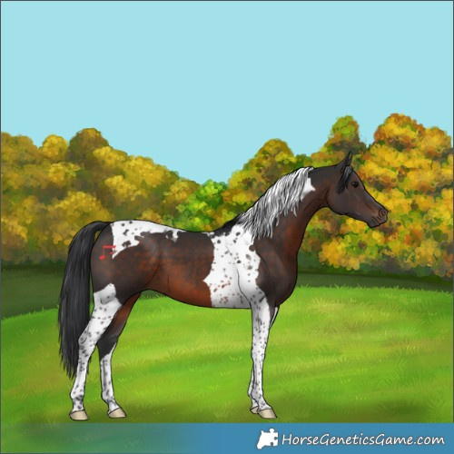 Horse Color:Brown Tobiano