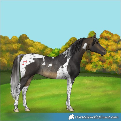 Horse Color:Buckskin Tobiano Rabicano