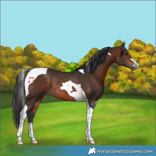 Horse Color:Bay Tobiano Rabicano 