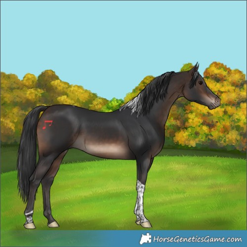 Horse Color:Bay Tobiano