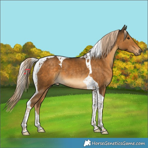 Horse Color:Chocolate Palomino Tobiano 