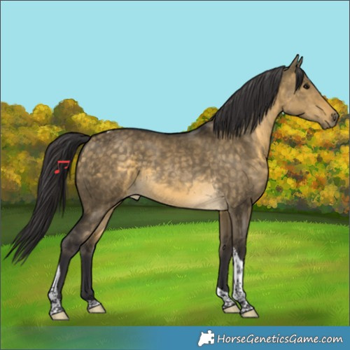 Horse Color:Buckskin Dun Tobiano 