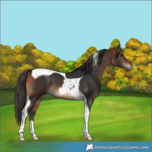 Horse Color:Bay Tobiano 