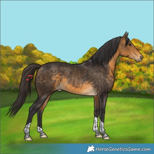 Horse Color:Buckskin Tobiano Rabicano 