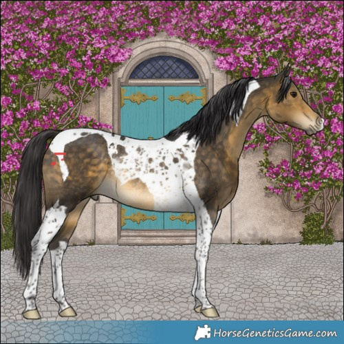 Horse Color:Buckskin Tobiano Rabicano