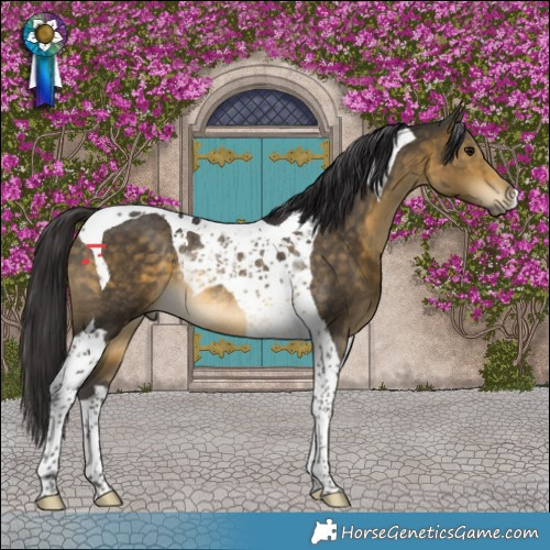 Horse Color:Buckskin Tobiano Rabicano 