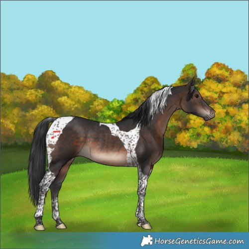 Horse Color:Brown Tobiano Rabicano