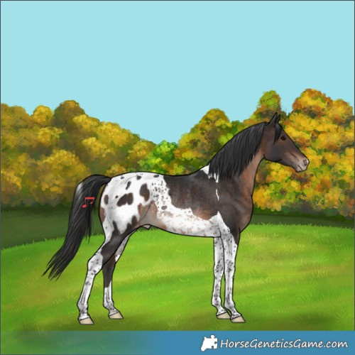 Horse Color:Brown Tobiano Appaloosa Rabicano 