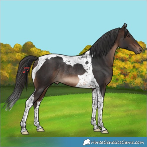 Horse Color:Bay Tobiano Rabicano