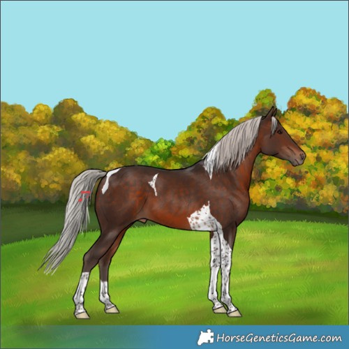 Horse Color:Silver Brown Tobiano 