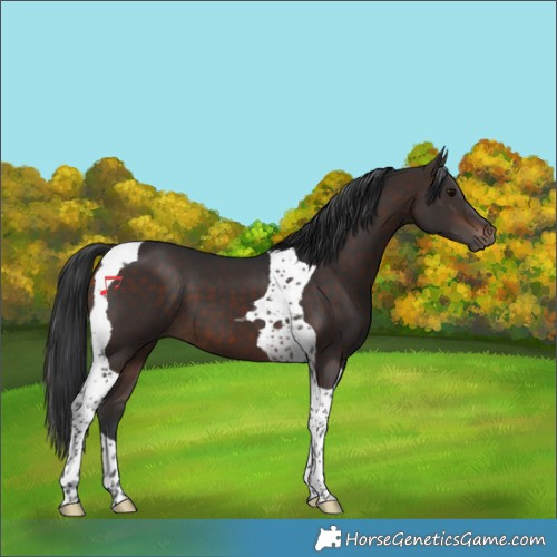 Horse Color:Brown Tobiano