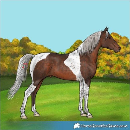 Horse Color:Silver Brown Tobiano 