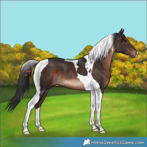 Horse Color:Brown Tobiano 