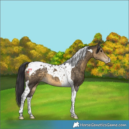 Horse Color:Buckskin Tobiano Varnish