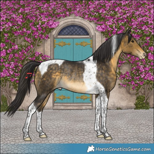 Horse Color:Buckskin Tobiano Varnish Rabicano