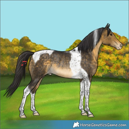 Horse Color:Buckskin Tobiano Appaloosa Rabicano 