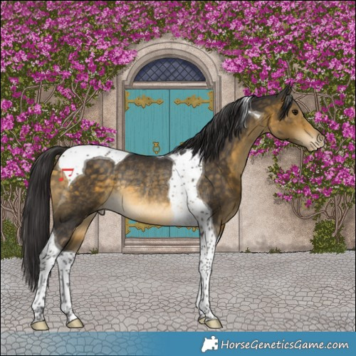 Horse Color:Buckskin Tobiano Varnish Rabicano 