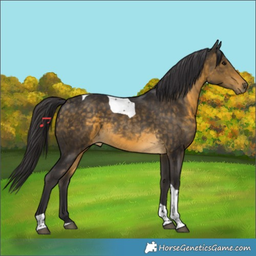 Horse Color:Buckskin Tobiano