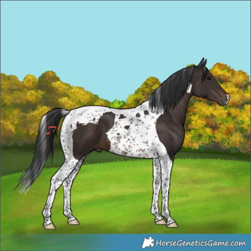 Horse Color:Brown Tobiano 