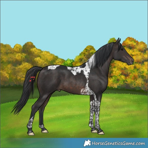Horse Color:Brown Tobiano