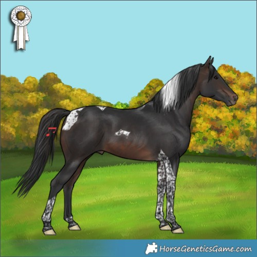 Horse Color:Brown Tobiano