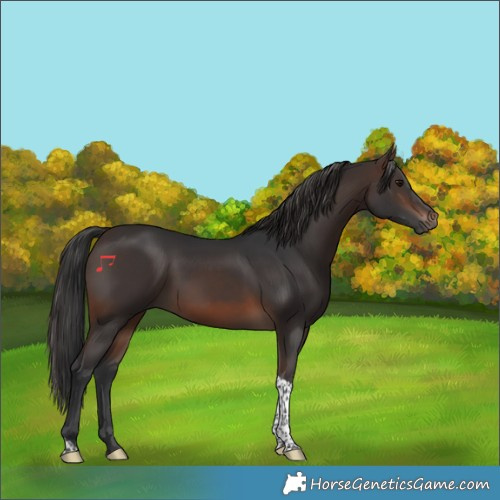 Horse Color:Brown Tobiano Rabicano 
