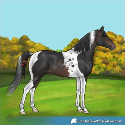 Horse Color:Bay Tobiano