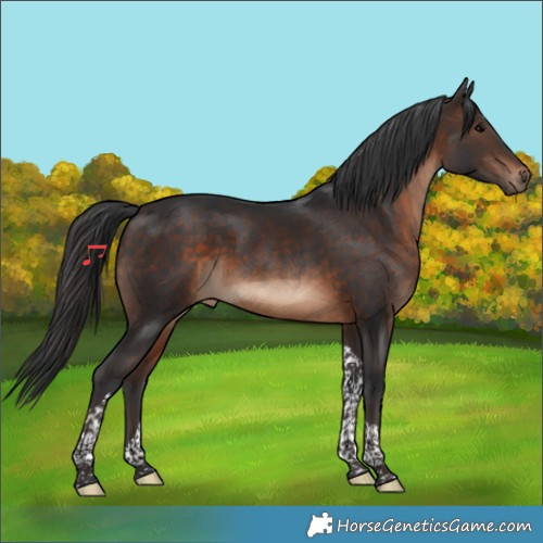 Horse Color:Brown Tobiano
