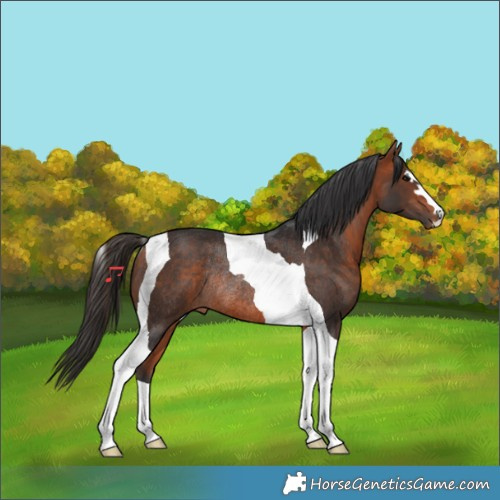 Horse Color:Bay Tobiano Rabicano
