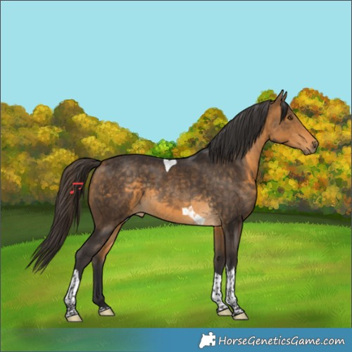 Horse Color:Buckskin Tobiano Rabicano